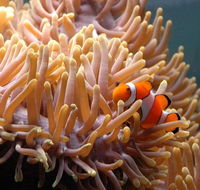Reef HQ Great Barrier Reef Aquarium - Tourism Search