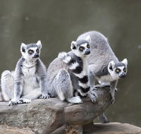 Adelaide Zoo - Tourism Search