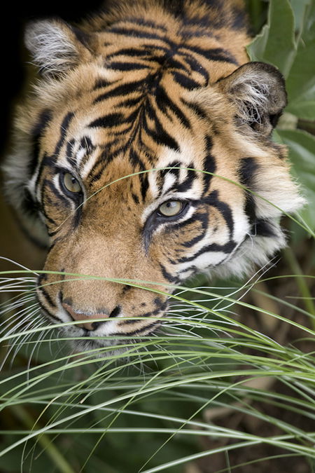 Adelaide Zoo - Tourism Search 1