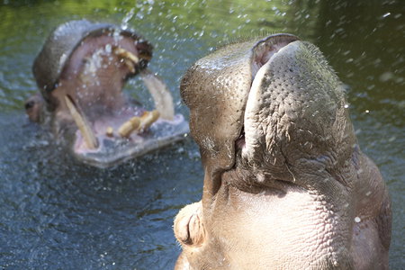 Adelaide Zoo - Tourism Search 2