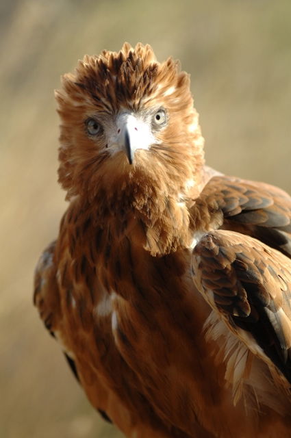 Larapinta NT Tourism Search