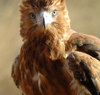 Alice Springs Desert Park - Tourism Search