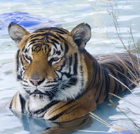 Zoo Doo Wildlife Park - Tourism Search