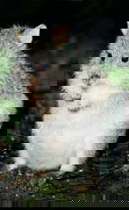 Warrawong Wildlife Park - Tourism Search 1