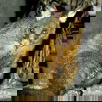 Warrawong Wildlife Park - Tourism Search 2