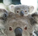 Billabong Koala and Wildlife Park - Tourism Search
