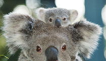 Billabong Koala And Wildlife Park - Tourism Search 0