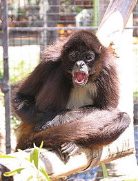 Billabong Koala And Wildlife Park - Tourism Search 1