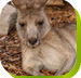 Calmsley Hill City Farm - Tourism Search