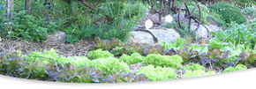 Calmsley Hill City Farm - Tourism Search 1