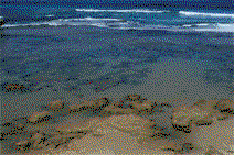 Braddon ACT Tourism Search