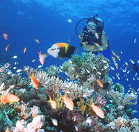 Drop Zone Dive Site - Tourism Search