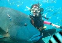 Maxi Ragamuffin - Tourism Search 1