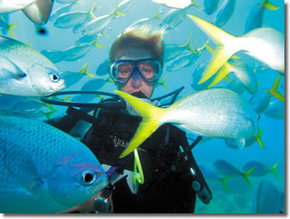 Maxi Ragamuffin - Tourism Search 3