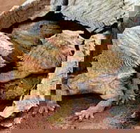 Alice Springs Reptile Centre - Tourism Search