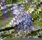 Koala Conservation Centre - Tourism Search