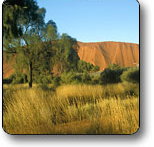 Uluru - Kata Tjuta National Park - Tourism Search