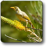 Uluru - Kata Tjuta National Park - Tourism Search 1