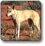 Uluru - Kata Tjuta National Park - Tourism Search 3