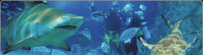 Scuba World - Tourism Search 1