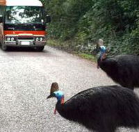 Kookaburra Tours - Tourism Search