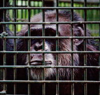 Rockhampton Zoo - Tourism Search