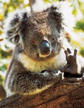 Gorge Wildlife Park - Tourism Search 0