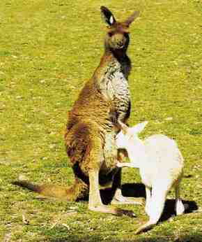 Gorge Wildlife Park - Tourism Search 1