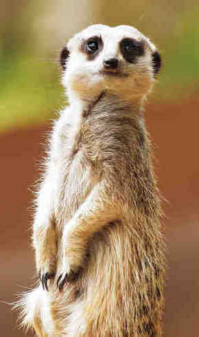 Gorge Wildlife Park - Tourism Search 2