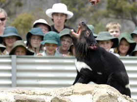 Tasmania Zoo - Tourism Search 0