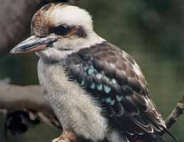 Nowra Wildlife Park - Tourism Search 2