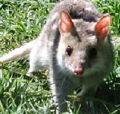 Urimbirra Wildlife Park - Tourism Search