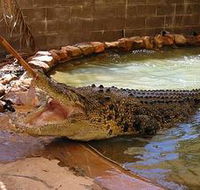 Wyndham Zoological Gardens and Crocodile Park - Tourism Search