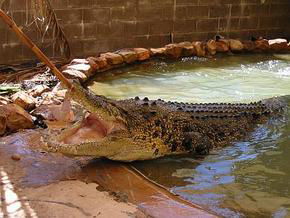 Wyndham Zoological Gardens And Crocodile Park - Tourism Search 0
