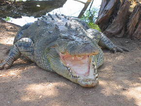 Wyndham Zoological Gardens And Crocodile Park - Tourism Search 2