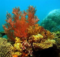 Three Islands Whale Shark Dive - Tourism Search