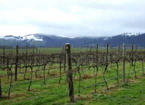 Kinloch Wines - Tourism Search