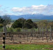 Buller View Wines - Tourism Search