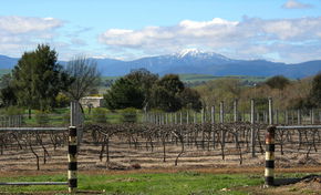 Buller View Wines - Tourism Search 0