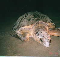 Footprints Adventures - Tourism Search