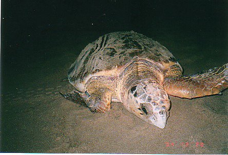 Footprints Adventures - Tourism Search 0