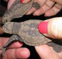 Footprints Adventures - Tourism Search 1