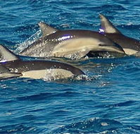 Dolphin Swim Australia - Tourism Search