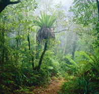 Lamington National Park and OReillys - Tourism Search