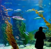 Melbourne Aquarium - Tourism Search