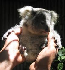 Koala Park Sanctuary - Tourism Search 1