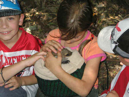 Koala Park Sanctuary - Tourism Search 3