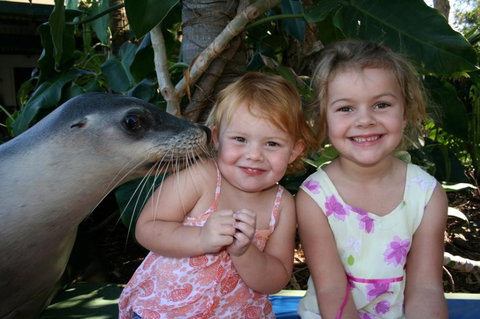 Dolphin Marine Magic - Tourism Search 0