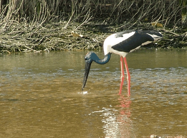 Bruce Belchers Daintree River Cruise - Tourism Search 2