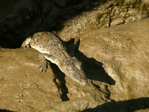 Bruce Belchers Daintree River Cruise - Tourism Search 3